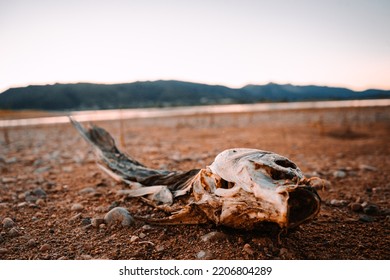 Dead Fish On Dry Lake Bed