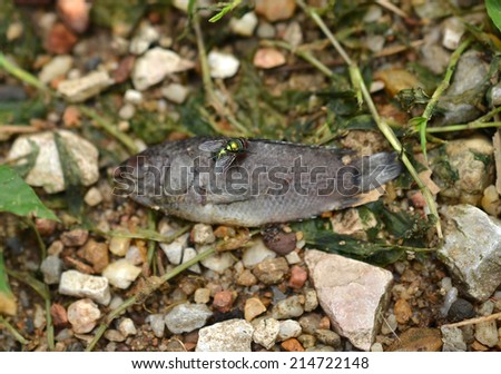 Similar – Image, Stock Photo victims of a macro cosmic environmental catastrophe
