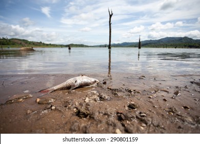 Dead Fish On Lake