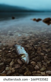 Dead Fish On The Lakeshore In Misty Morning, Selective Focus With Shallow Depth Of Field