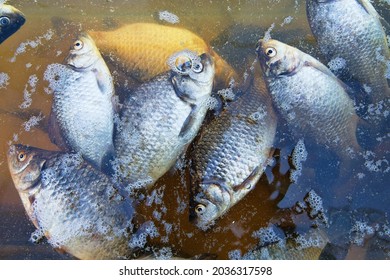 Dead Fish On The Pond, Mass Poisoning. Light Fish Carp On Dark Background Of Dark Autumn Water