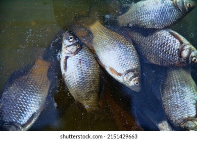 Dead Fish On The Pond, Mass Poisoning. Light Fish Carp On Dark Background Of Dark Autumn Water