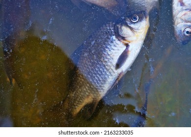 Dead Fish On The Pond, Mass Poisoning. Light Fish Carp On Dark Background Of Dark Autumn Water