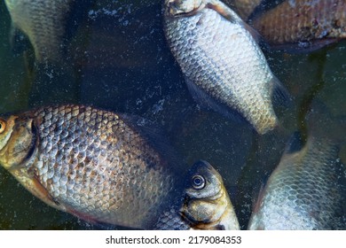 Dead Fish On The Pond, Mass Poisoning. Light Fish Carp On Dark Background Of Dark Autumn Water