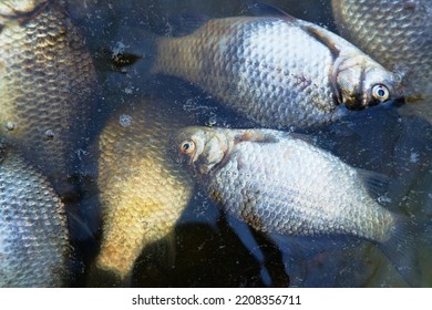 Dead Fish On The Pond, Mass Poisoning. Light Fish Carp On Dark Background Of Dark Autumn Water