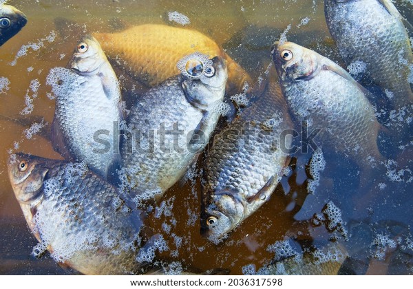 Dead fish on the pond,\
mass poisoning. light fish carp on dark background of dark autumn\
water