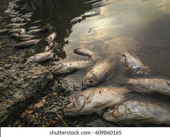 Dead Fish On The River. Dark Water Water Pollution