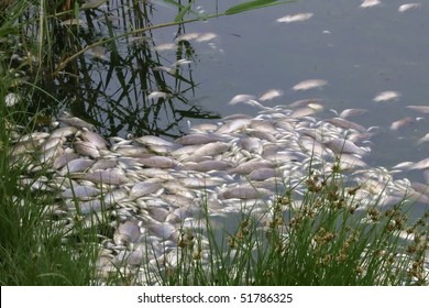 Dead Fish On The River, Fish Plague