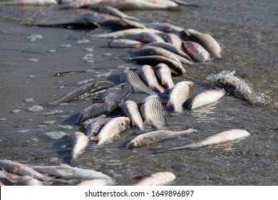 Lot Of Dead Fish On The Shore