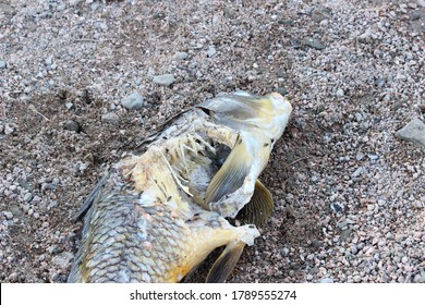 Dead Fish On The Shore Of Lake Buchanan