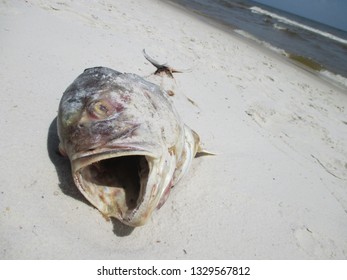 Dead Fish On White Sand In Florida, Possibly Dead From Oil Spill.