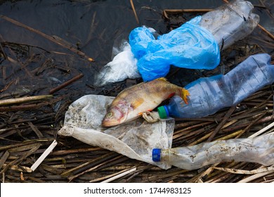 Dead Fish With Plastic Trash On The Ocean. Concept For The Protection Of Marine Life And Oceans. Terrible Environmental Problems With Terrible Consequences. Unbreakable Trash Kills The Ocean