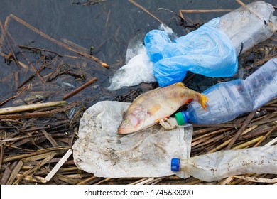 Dead Fish With Plastic Trash On The Ocean. Concept For The Protection Of Marine Life And Oceans. Terrible Environmental Problems With Terrible Consequences. Unbreakable Trash Kills The Ocean