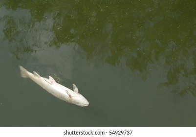 Dead Fish In Polluted Water