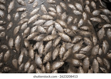 Peces muertos en agua contaminada. Desastre ecológico, calentamiento global y catástrofe. Contaminación del agua y problema ecológico mundial