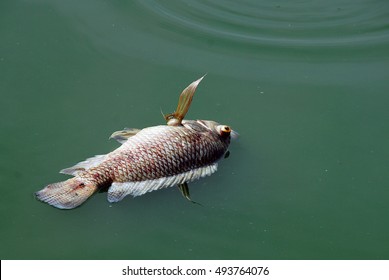 Dead Fish In Polluted Water In The Summer.