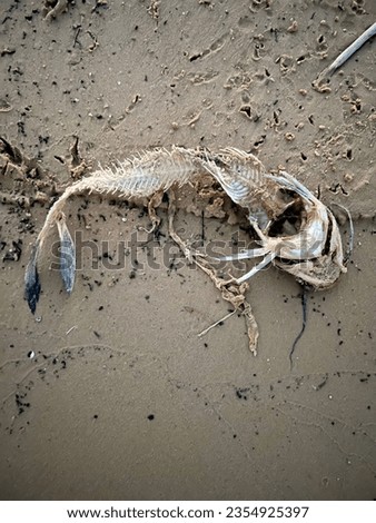 A dead fish in river bank.Fish skeleton. Mora mach.Top view of dead fish.Grapevine Lake:Texas
