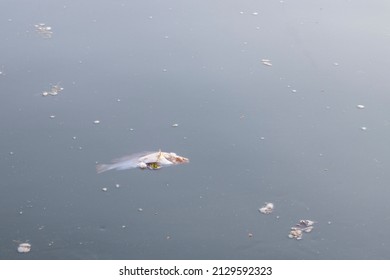Dead Fish In The Paraná River, Dead, Cold