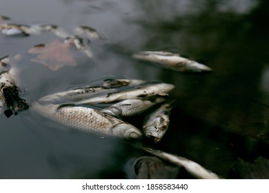 Dead Fish In A River Near The Shore