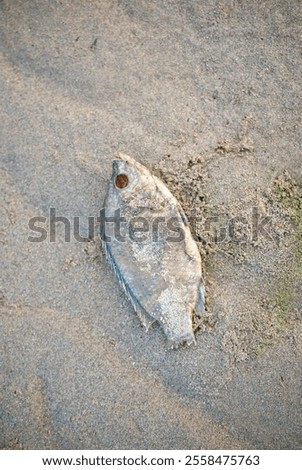 The dead fish rotted and stank because the water was dirty and rotten.