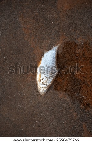 The dead fish rotted and stank because the water was dirty and rotten.