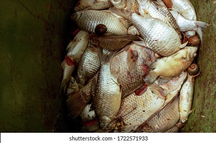 Dead Fish, Rotten In The Water Conceptualizing Pollutants In Waste Water, We Collect Dead Fish In A Dark Tank.