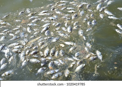 Dead Fish In Rotten Water Polluted Pond