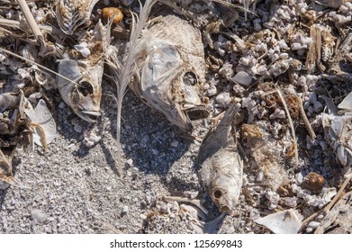 Dead Fish At The Salton Sea