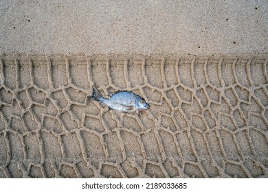 Dead Fish In The Sand. Track Marks From A Car Tyre Over Sand And Dead Fish.