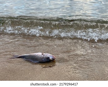 A Dead Fish Was Stranded On Brighton Beach, Melbourne. Australia In The Winter Season.