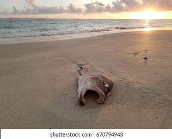 Dead Fish Sunset