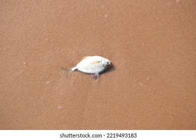 Dead Fish Washed Out On Sea Shore