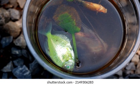 Dead Fish In Water Tank