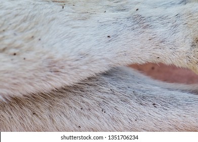 Dead Flea On Animal Fur Close Up View