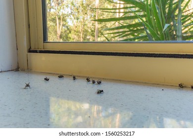 Dead Flies After A Pest Control