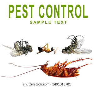 Dead Flies, Ant, American Cockroach And Words PEST CONTROL Isolated On A White Background. Concept Of Pest Control