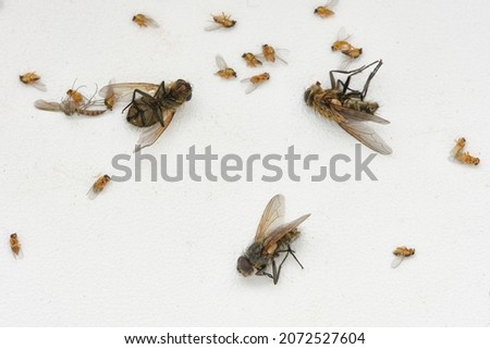 Dead flies on a white windowsill. Many dead house flies lies on a windowsill. Black dead body of the fly lying on the white table or windowsill