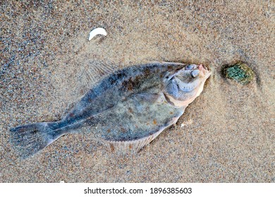 476 Baltic flounder Images, Stock Photos & Vectors | Shutterstock