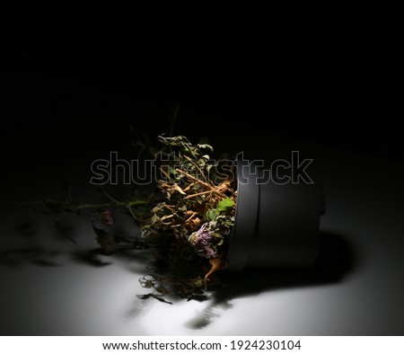 A dead flower in a vase lies on a black background. The wilted plant is illuminated with white light. A dried flower in a pot fell in the dark glow with light. Dry houseplant.