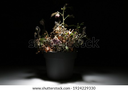 A dead flower in a vase on a black background is illuminated by white light. A dried flower in a pot in the dark glows with light. Dry komnatnoe plant.