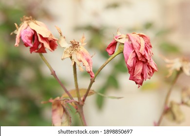 Dead Flowers On A Rose Bush In Winter