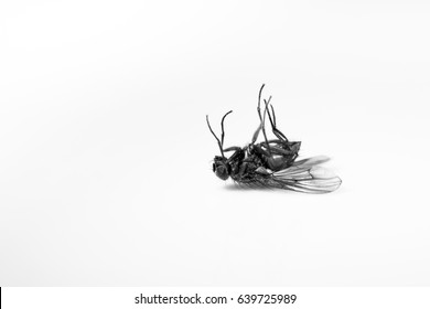Dead Fly
