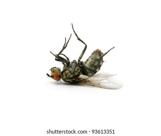 Dead Fly