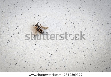 A dead fly. It had fallen to the ground. Black upside down dead fly lies on a dirty surface. Housefly.