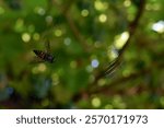 Dead fly insect in the spider web. The gadfly in the spider web. Spiders breakfast. Gadfly in a spider trap,blurring background.