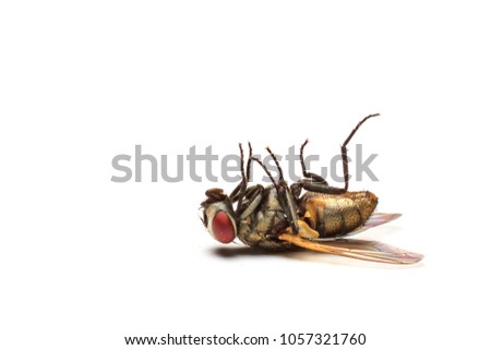 Dead Fly isolated white background.