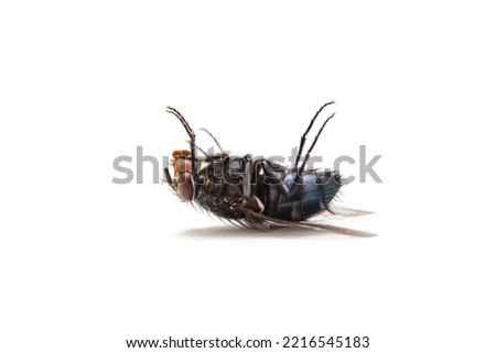 Dead Fly isolated white background