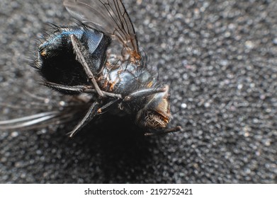 A Dead Fly Lies Upside Down On A Black Porous Background At Home, Extreme Macro Closeup Plan