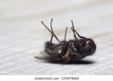 Dead fly lying on its back, isolated on white