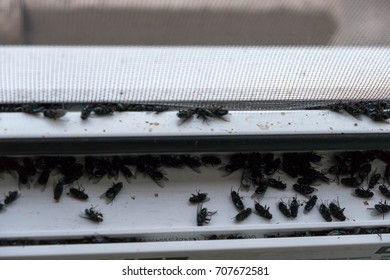 Dead Fly Pile Stock Photo 707672581 | Shutterstock